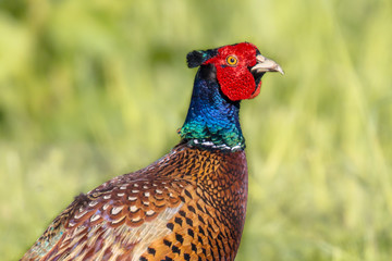 Head of Ring necked Pheasant