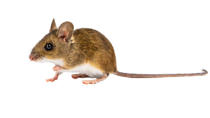 Side view sitting Field Mouse on white background