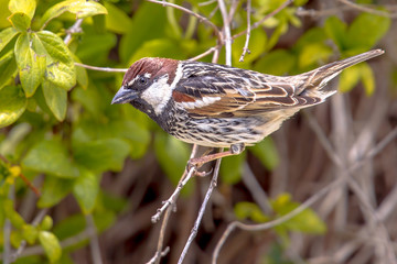 Spanish sparrow in a hedge in a garden on Cyprus