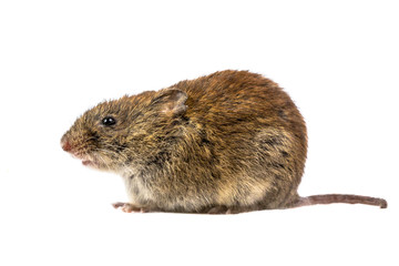wild Bank vole mouse sitting