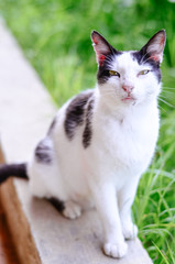 Moroccan Cat at the Ancient Ruins of Volubilis in Morocco