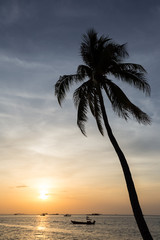 coconut tree on the beach at sunset