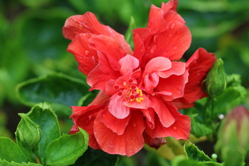 Hibiscus in bloom