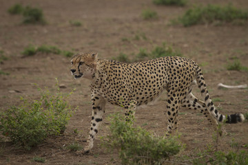 ghepardo in movimento