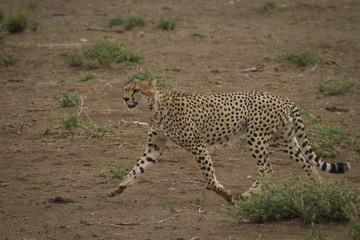 ghepardo in movimento