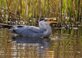 Grey Heron (Ardea cinerea)