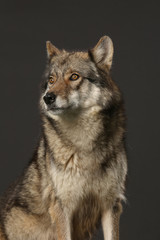 Wolf als Studioaufnahme mit schwarzem Hintergrund