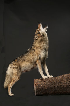 heulender Wolf als Studioaufnahme