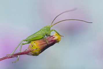Tettigonidae