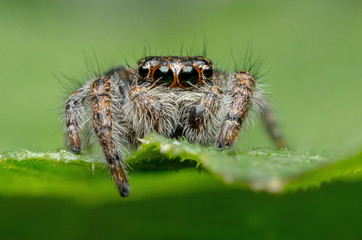 Salticidae