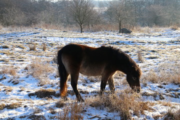 Wild horse eating cold breakfast in February
