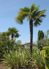 Naklejka premium Trachycarpus fortunei