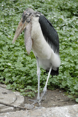 marabou