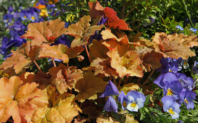 Feuillage d'Heuchère