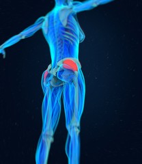 Obraz premium Tensor Fascia Latae. Female anatomy hip muscle. 3d illustration