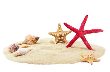 Fototapeta na wymiar Sea shells on sand