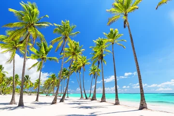 Crédence de cuisine en verre imprimé Plage et mer Coconut Palm trees on white sandy beach