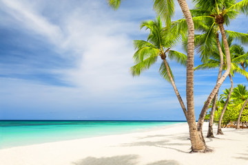 Coconut Palm trees on white sandy beach