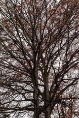 Texture of the bare branches of the autumn oak tree on the background of the overcast sky.