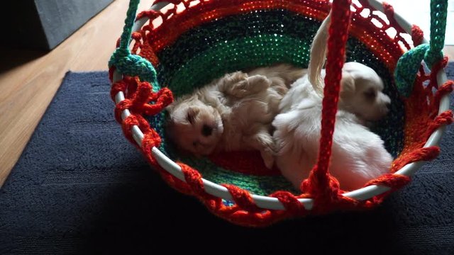 Two streching and sleeping havanese puppys - zoomed