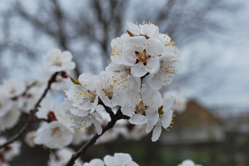 View of apricot twigs with flowers in spring