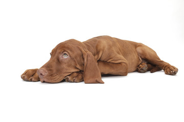 Hundewelpe Magyar vizsla Jagdhund Freisteller