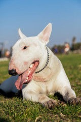 Bull Terrier Dog Park Portrait