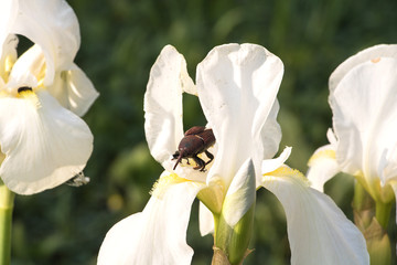 weiße Irisblüte mit Rüsselkfer