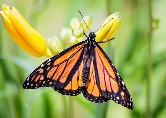 Monarch at Sarett Nature Center