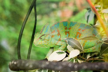 Chameleon reptile, lizard on green nature background