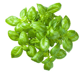 Basil Isolated on White Background