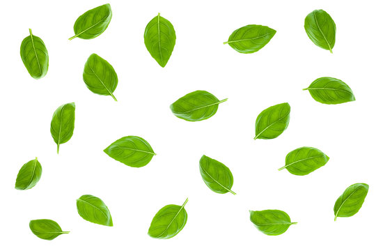 Basil Leaves Isolated on White Background