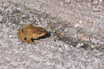 Green true toad sitting on the asphalt road / gray rock