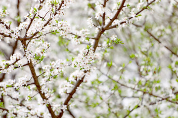 spring flower