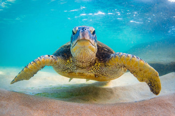 Endangered Hawaiian Green Sea Turtle Cruising in the warm waters of the Pacific Ocean