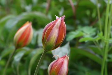 Fototapeta premium tulipe