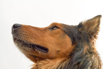 head of collie dog profile