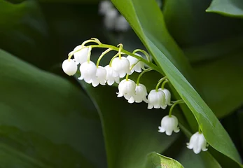Acrylic prints Lily of the valley Blossoming lily of the valley in spring forest. Lily-of-the-valley. Convallaria majalis.Spring background. Floral background.Selective focus.
