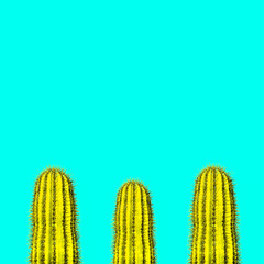 Cactus set. Minimal creative stillife