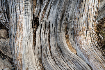 Tree texture pattern close up background, aged trunk texture abstract