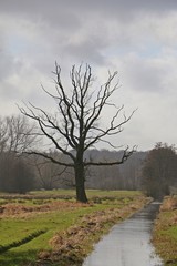 gruselbaum am kleinen fluß