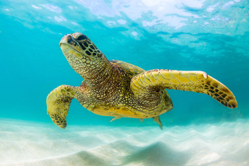 Obraz na płótnie Canvas Endangered Hawaiian Green Sea Turtle Cruising in the warm waters of the Pacific Ocean
