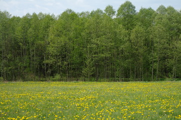 Obraz premium Одуванчики (dandelions)