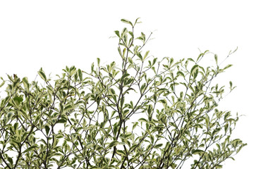Green tree isolated on white scene, green foliage background