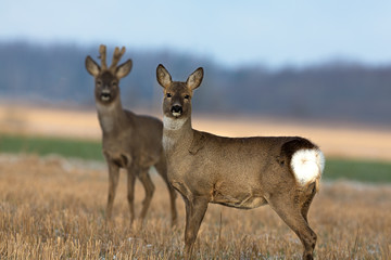 Roe deer couple on the field
