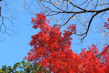 Tokyo autumn