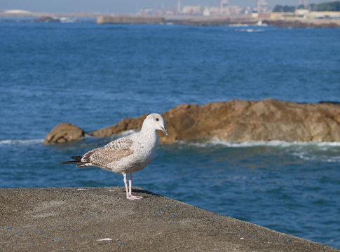 Seagull