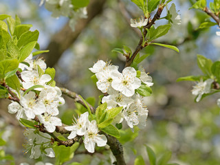 Apfelblüten, Blühender Apfelbaum, Malus