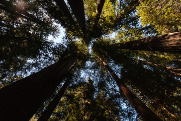 Deep in the Redwood Forest