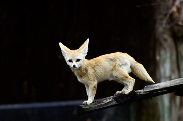 Cute Fennec fox cubs - obrazy, fototapety, plakaty
